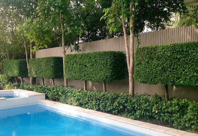 Trimmed hedge screening along a poolside fence