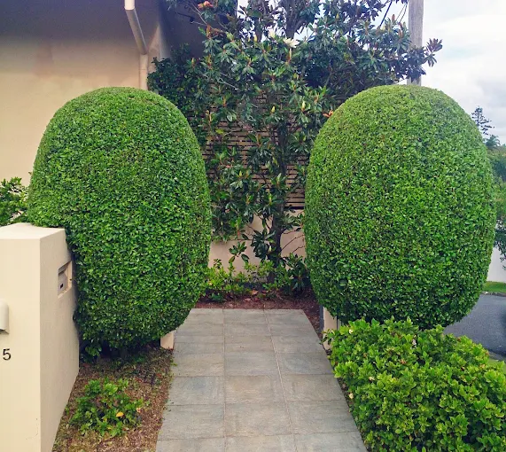 Rounded topiary hedges either side of an entrance path